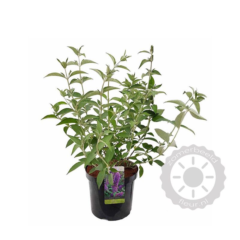 Buddleja Lochinch