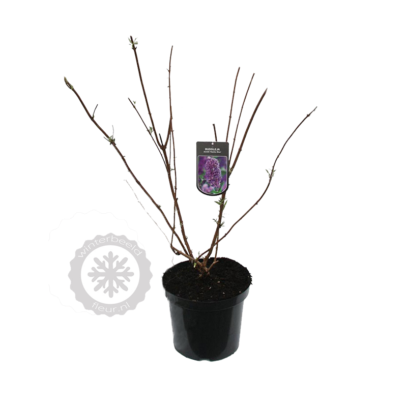 Buddleja Nanho Blue
