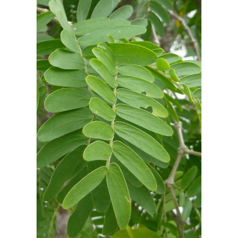 Bulnesia arborea