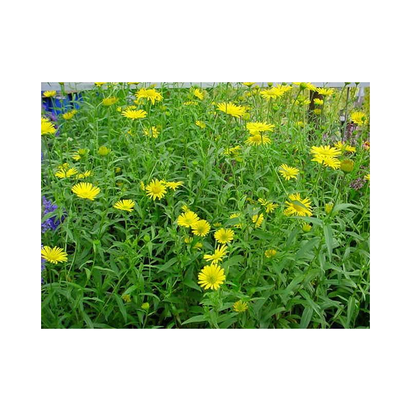 Buphthalmum salicifolium 