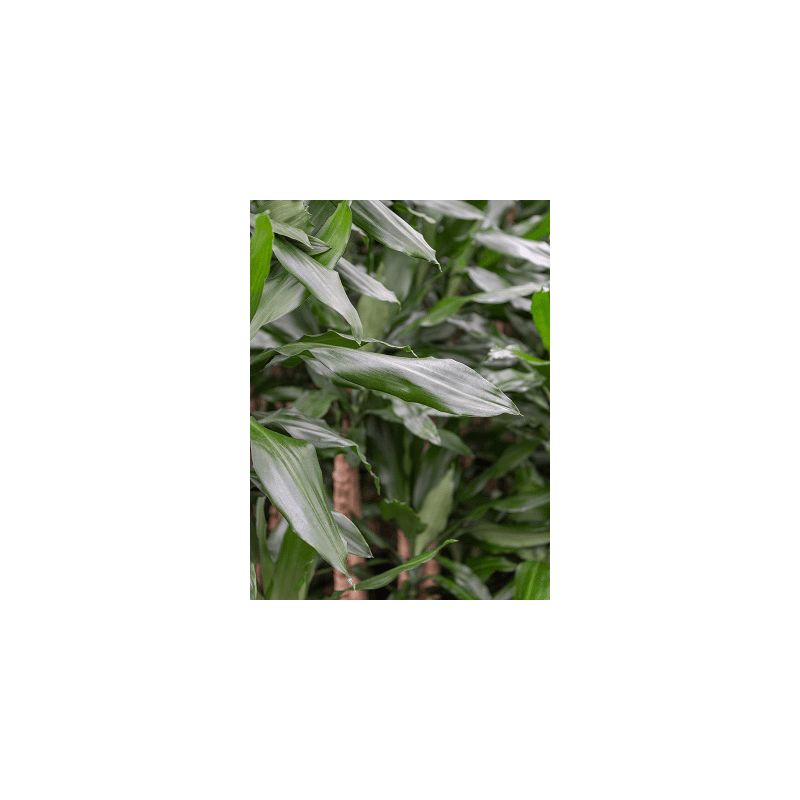 Dracaena Burundii in Vibes antraciet