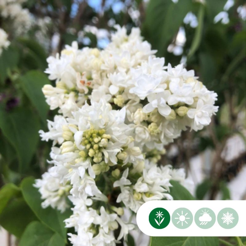 Syringa Mme Lemoine - meerstammig
