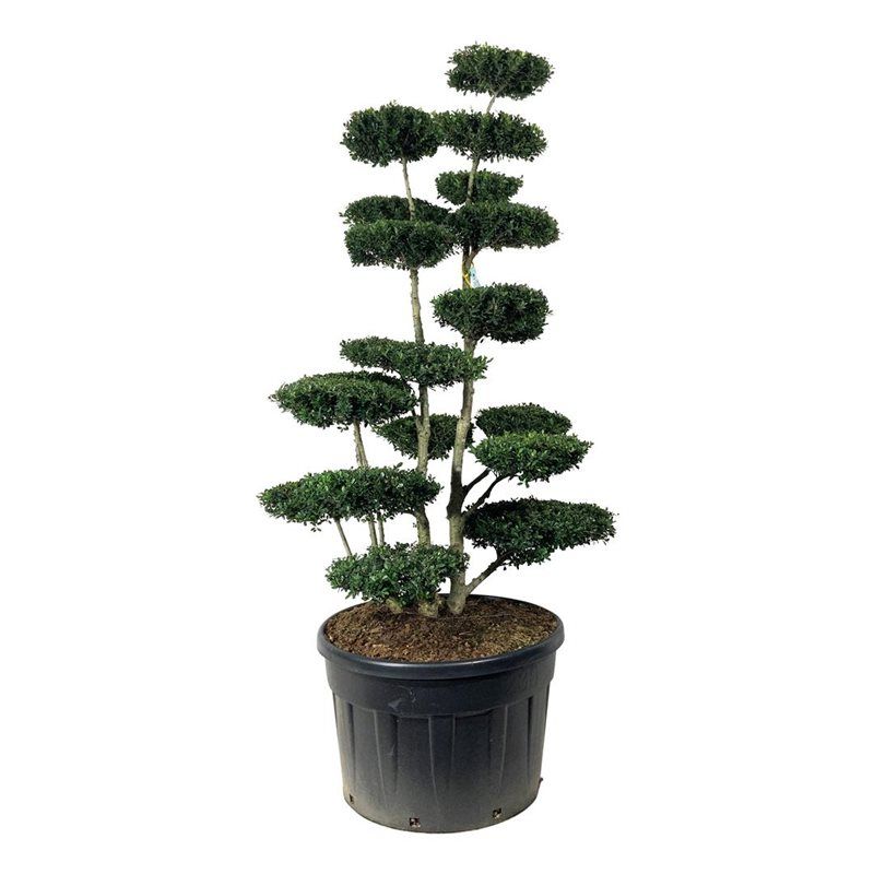 Ilex Green Hedge - bonsai