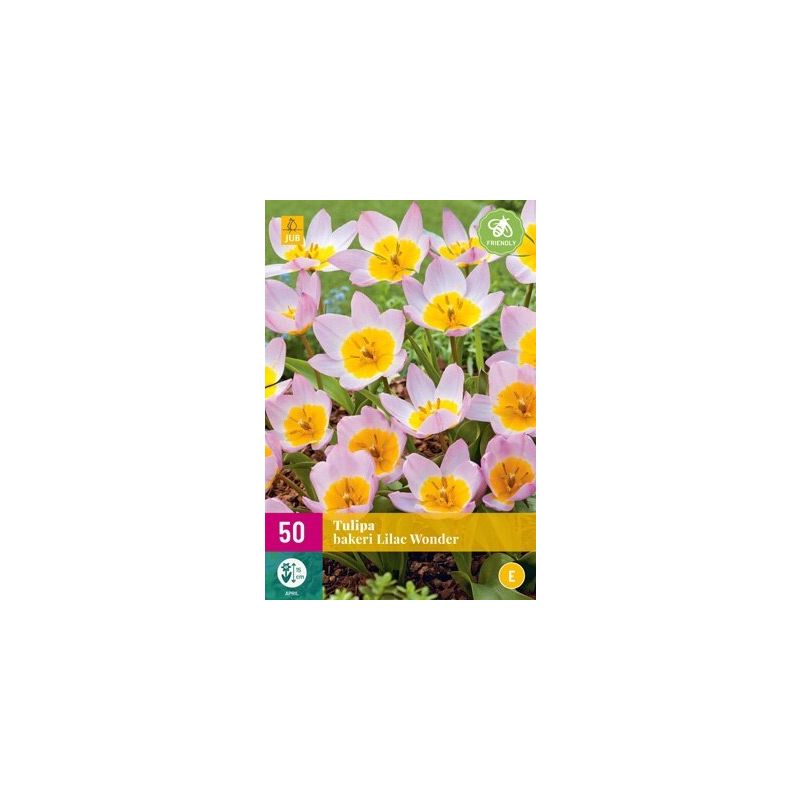 Tulipa Lilac Wonder - 50 stuks