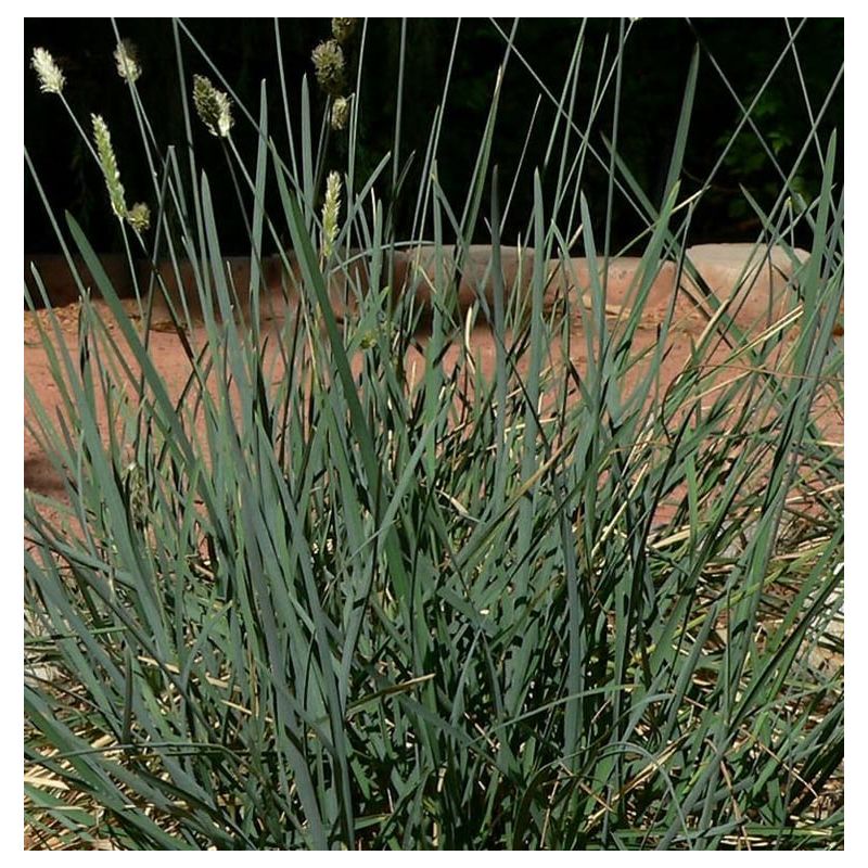 Sesleria caerulea