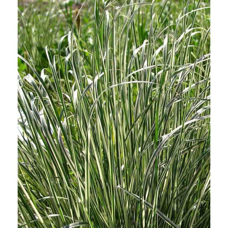 Calamagrostis Overdam - biologisch