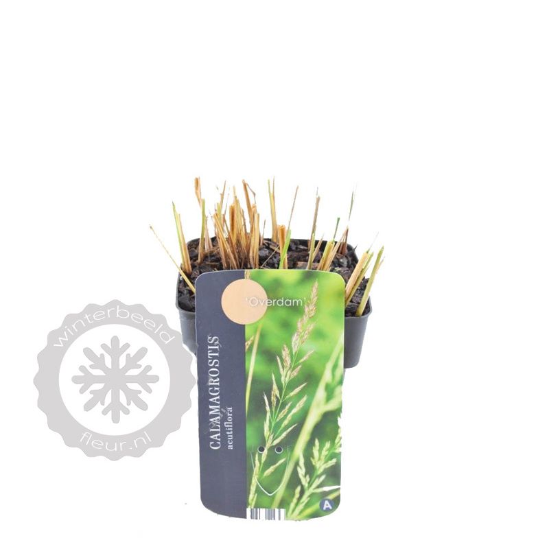 Calamagrostis Overdam - biologisch