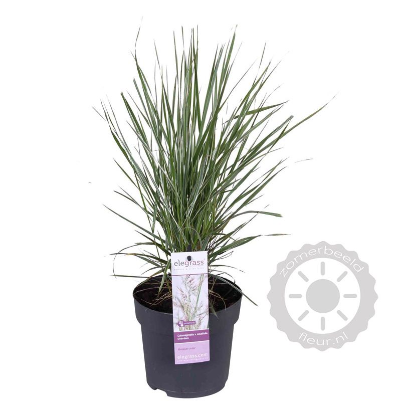 Calamagrostis Overdam - biologisch