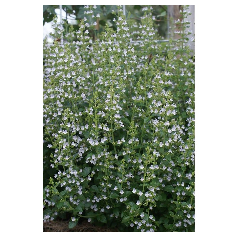 Calamintha nepeta 
