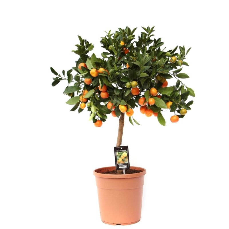 Citrus Calamondin 