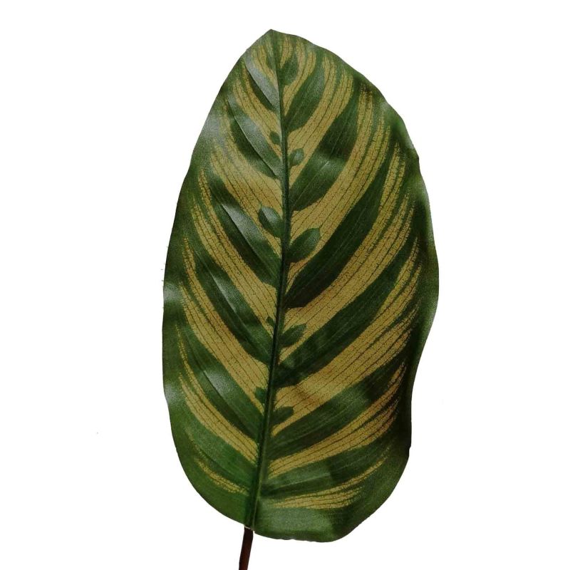 Calathea Makoyana bush - kunstplant