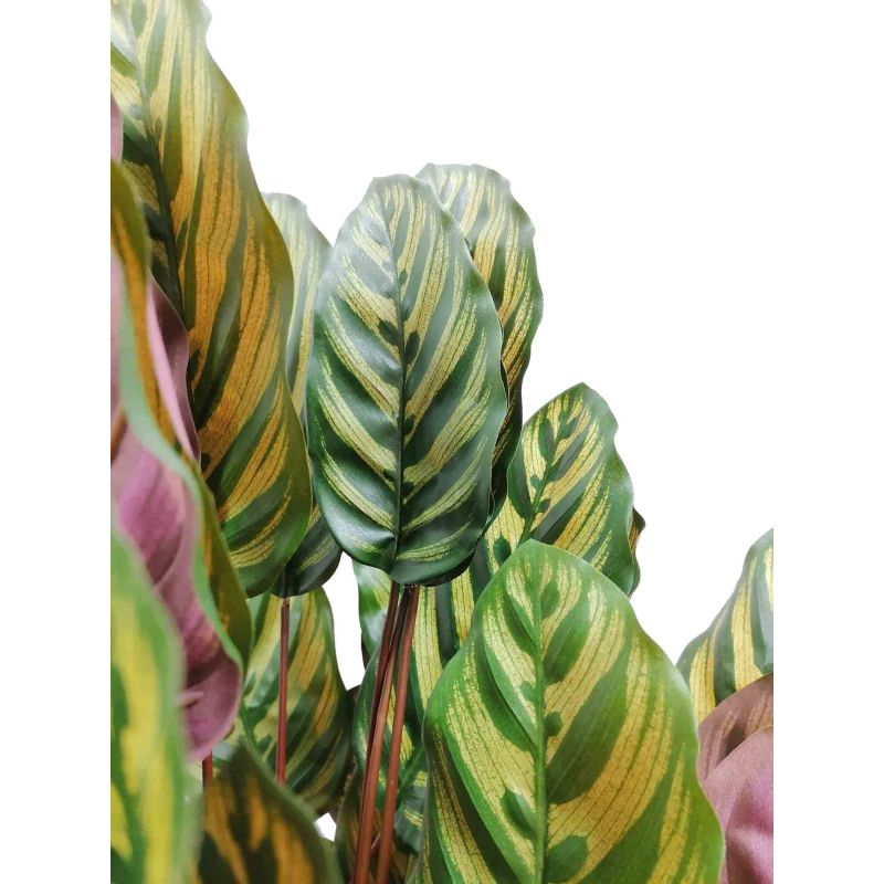 Calathea Makoyana bush - kunstplant