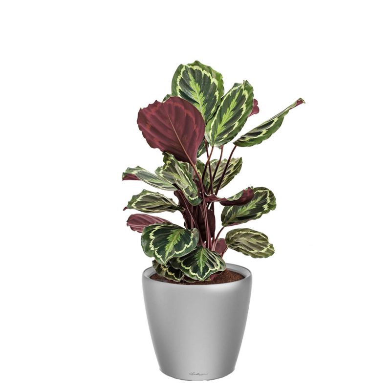 Calathea Medaillon in watergevende Classico zilver