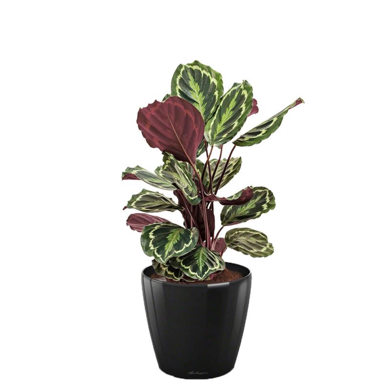 Calathea Medaillon in watergevende Classico zwart