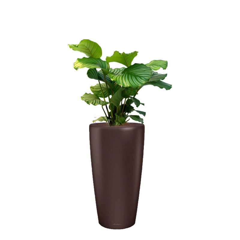 Calathea Orbifolia in watergevende Rondo bruin