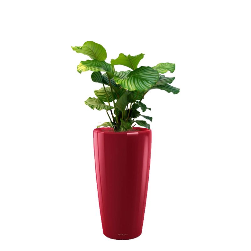Calathea Orbifolia in watergevende Rondo rood