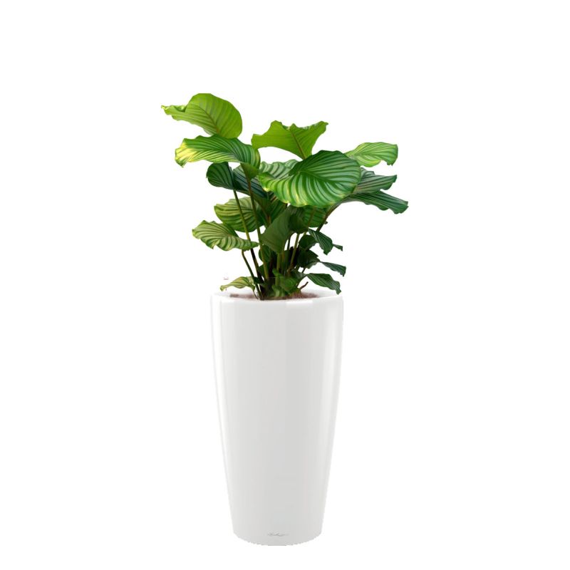 Calathea Orbifolia in watergevende Rondo wit