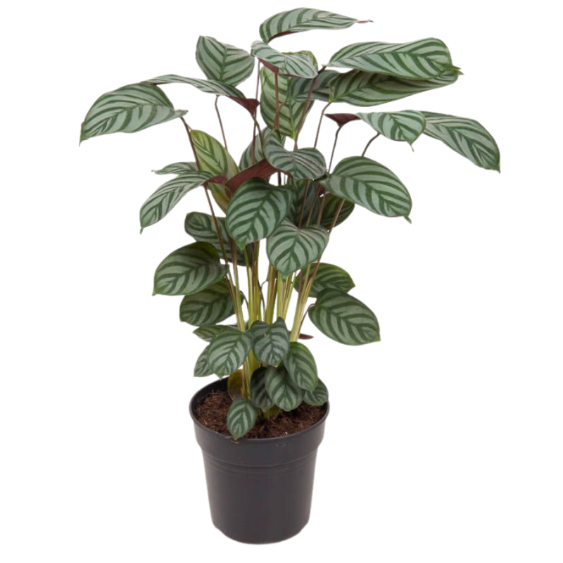 Calathea Green Flag