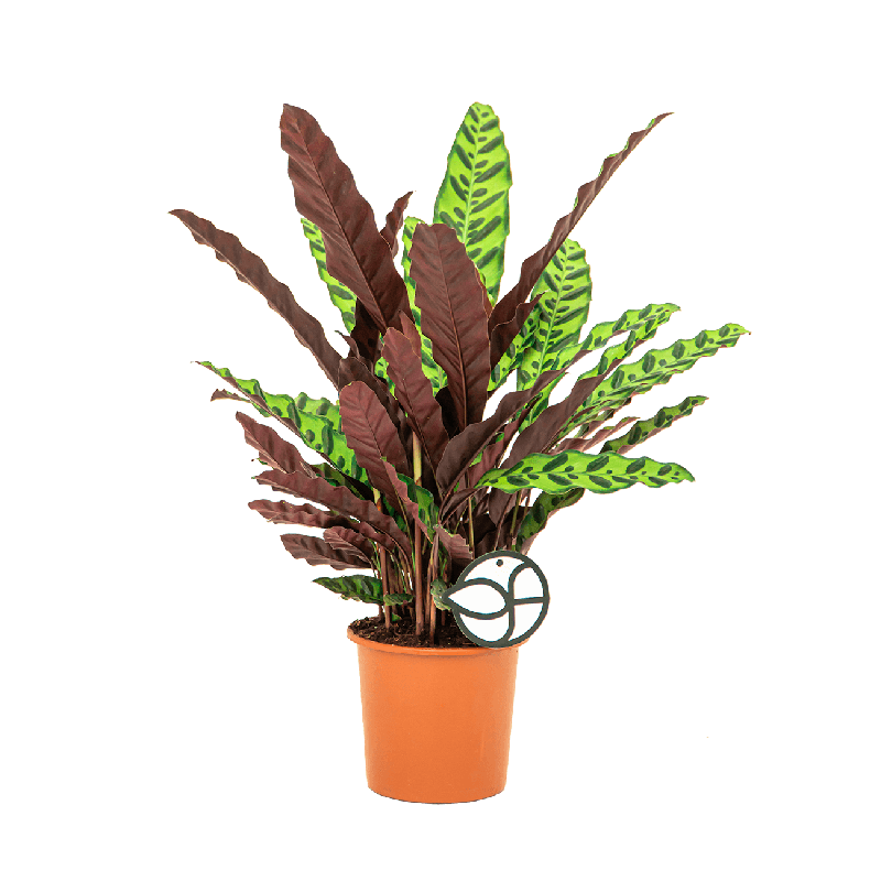 Calathea insignis