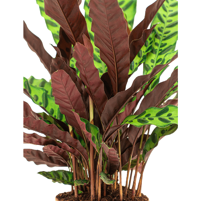 Calathea insignis