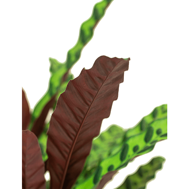 Calathea insignis