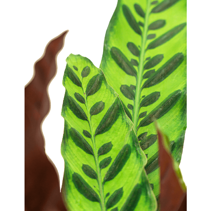 Calathea insignis