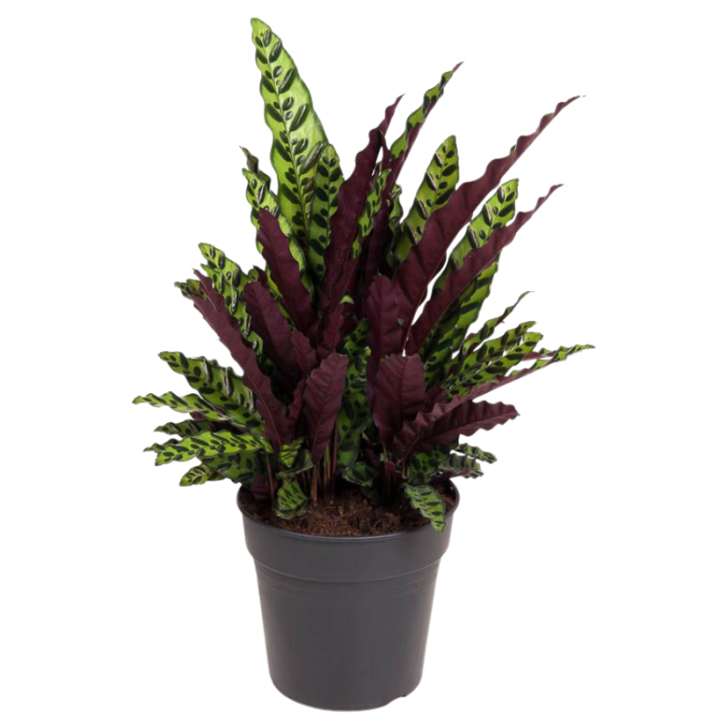 Calathea lancifolia