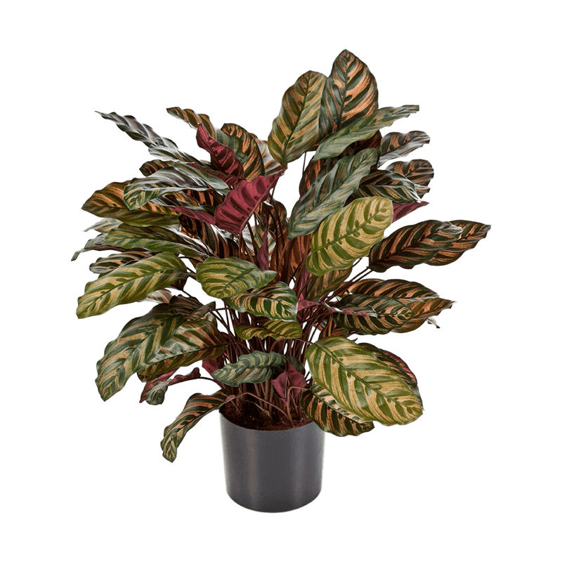 Calathea Makoyana bush - kunstplant