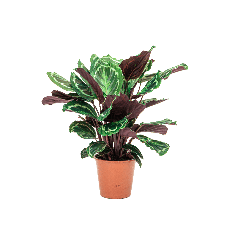 Calathea medaillon