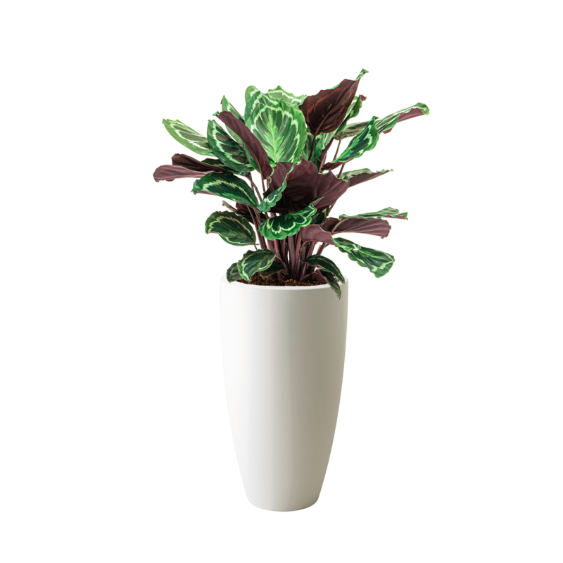 Calathea Medaillon in Elho Pure Soft hoog wit