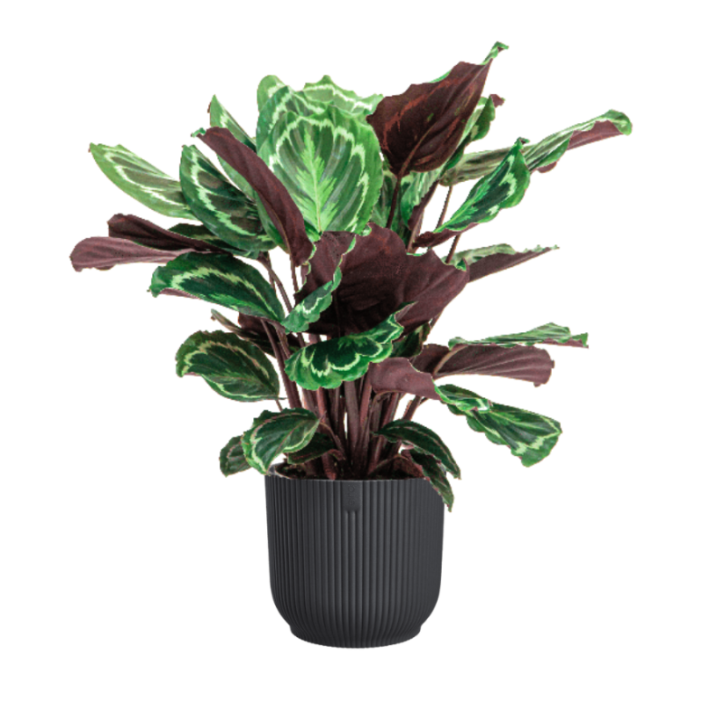 Calathea Medaillon in Vibes antraciet