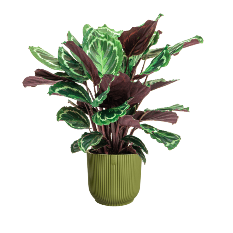 Calathea Medaillon in Vibes groen