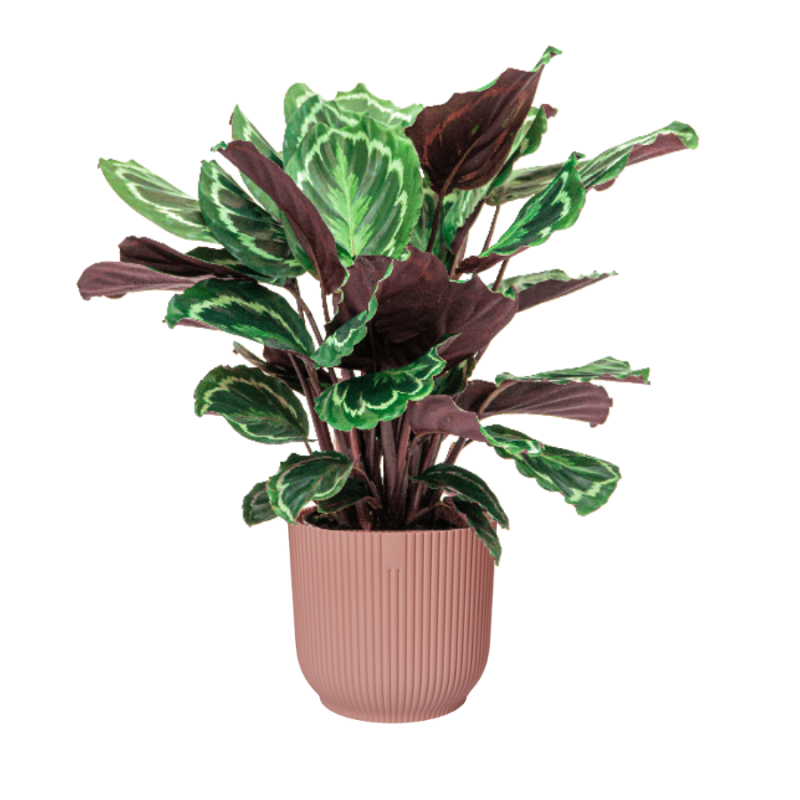 Calathea Medaillon in Vibes roze