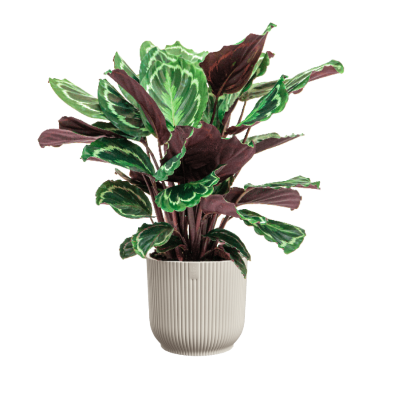 Calathea Medaillon in Vibes wit