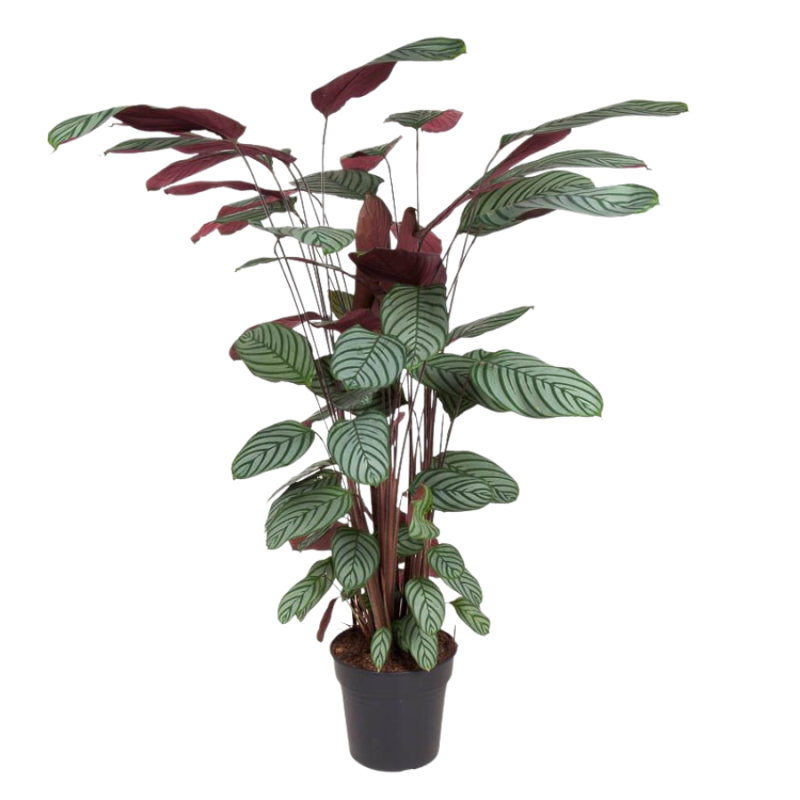 Calathea Oppenheimiana