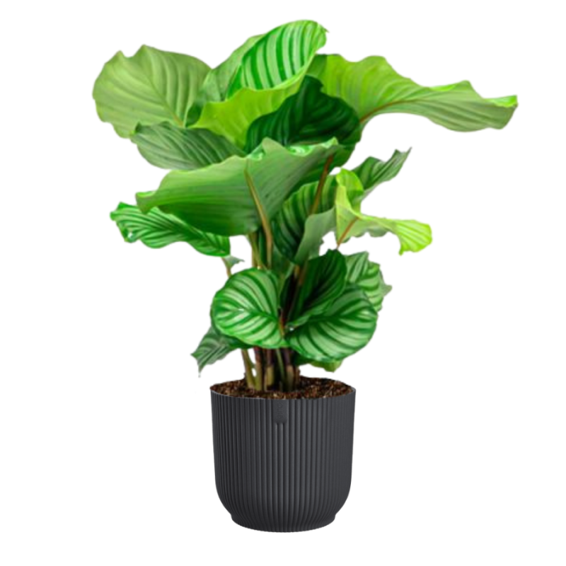 Calathea Orbifolia in Vibes antraciet