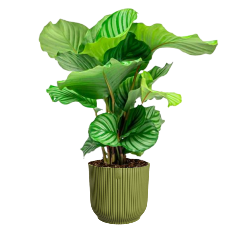 Calathea Orbifolia in Vibes groen