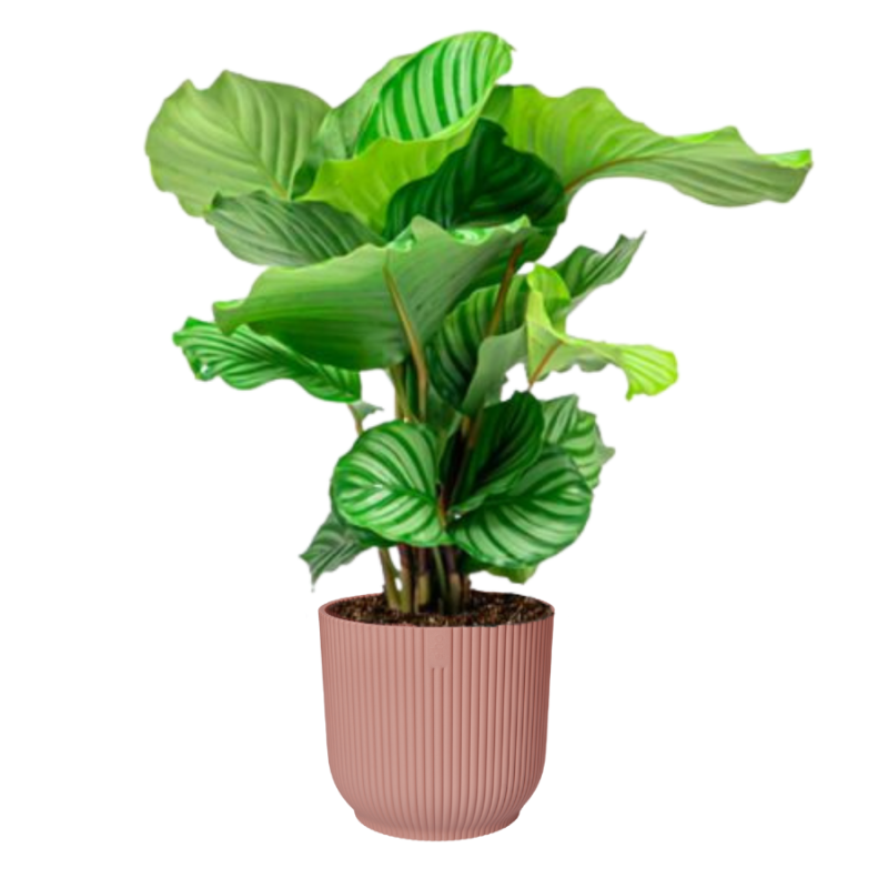 Calathea Orbifolia in Vibes roze