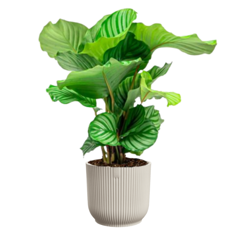 Calathea Orbifolia in Vibes wit