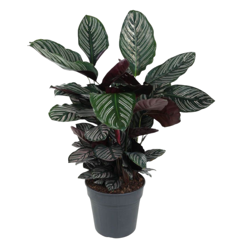 Calathea ornata