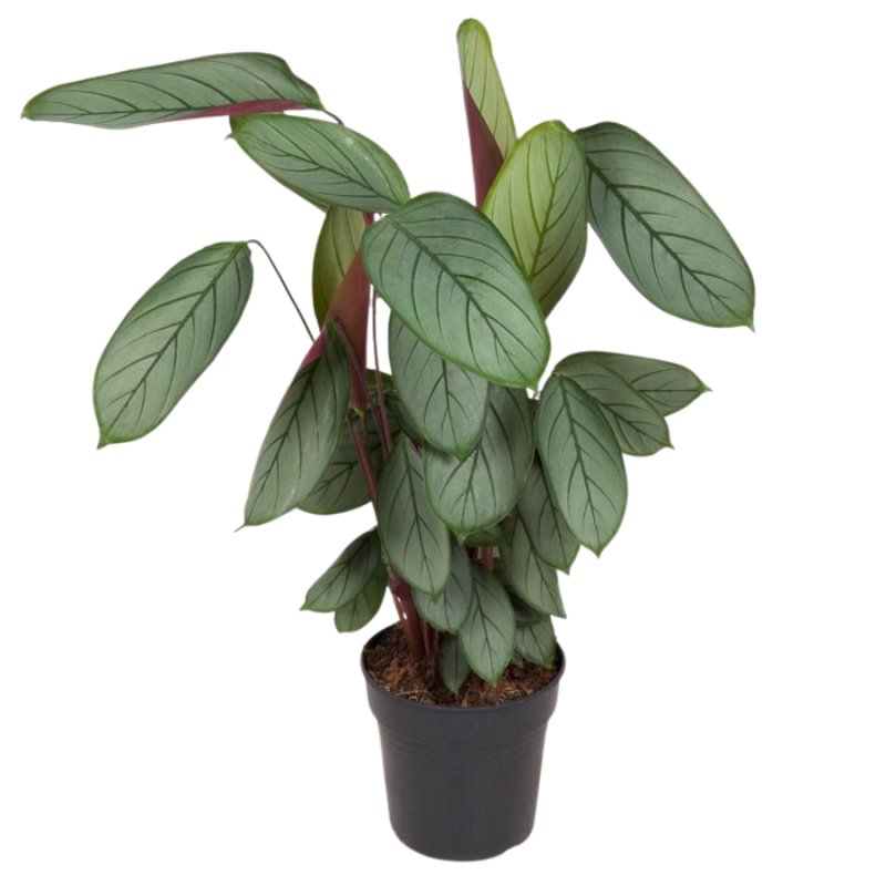 Calathea Silverstar