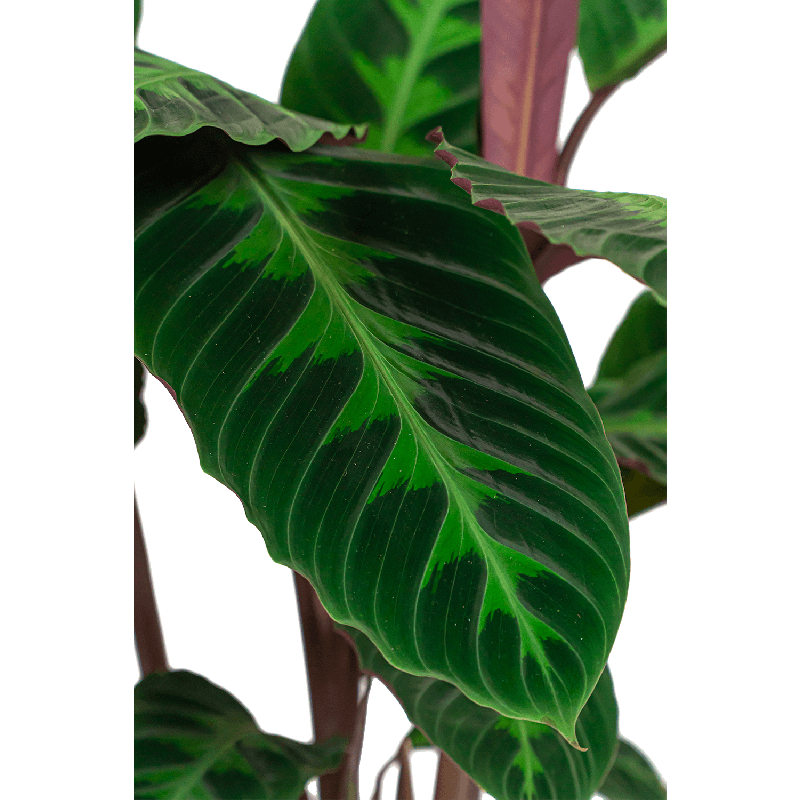 Calathea warscewiczii
