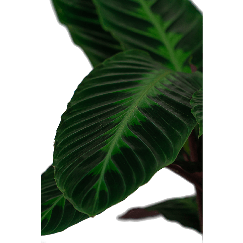 Calathea warscewiczii