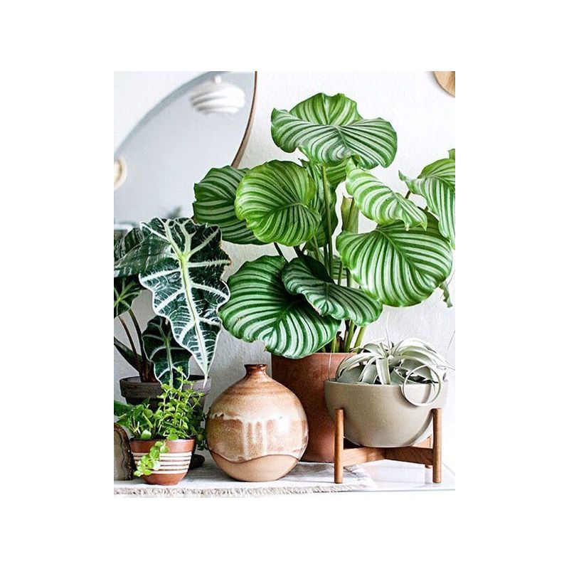 Calathea orbifolia