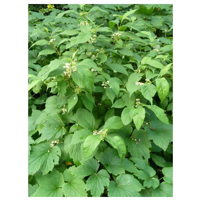 Callicarpa Leucocarpa