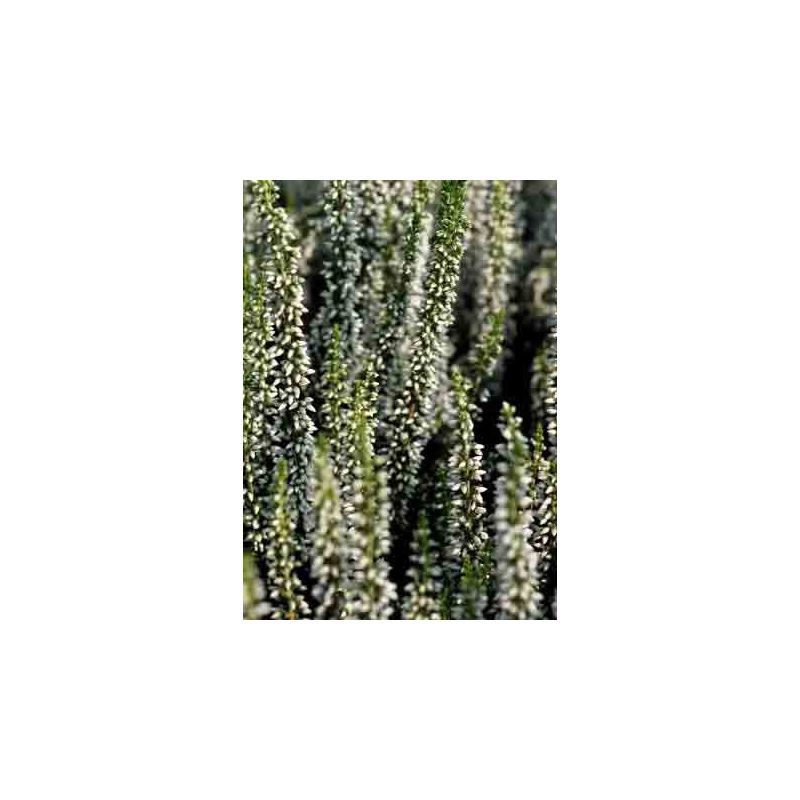 Calluna Beauty Ladies wit