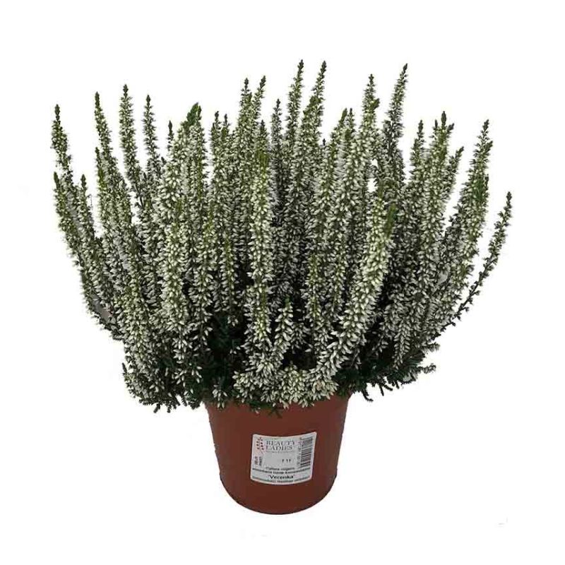 Calluna Beauty Ladies wit