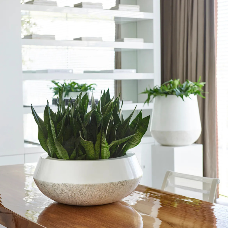 Caluya Bowl White