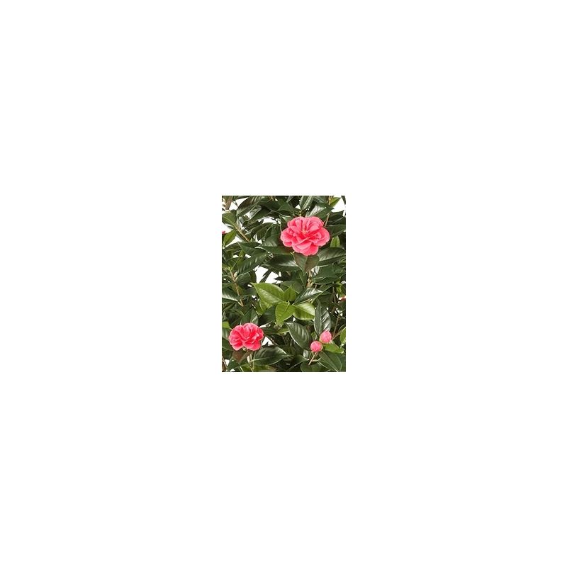 Camelia Vine - kunstplant