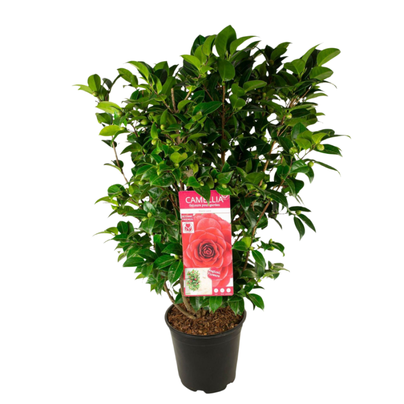 Camellia Black Lace